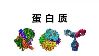 蛋白质与生物酶的关系