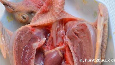 鸽肉酶解制取乳鸽肽用到哪些酶制剂