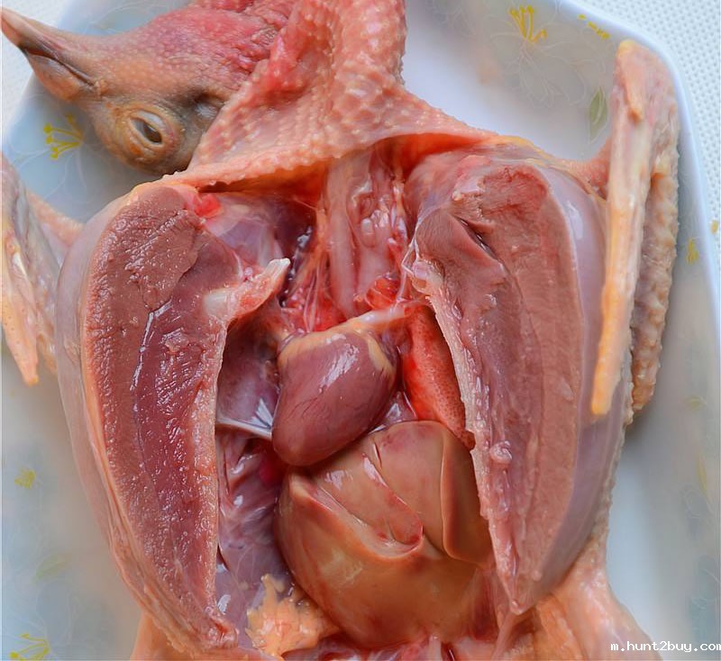 鸽肉酶解制取乳鸽肽