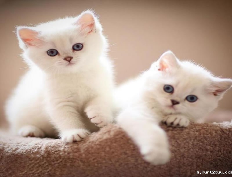 宠物在人类生活中的地位