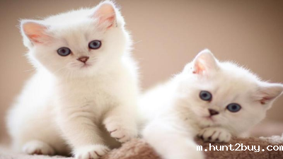 酶制剂在宠物诱食剂生产中必不可少!