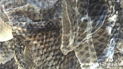 鱼皮生产胶原蛋白