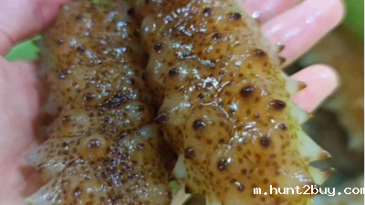 东恒华道海参脱皮专用酶应用技术研究开发项目顺利通过验收