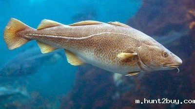 木瓜蛋白酶、华体汇综合下载制备鱼皮胶原蛋白肽的工艺控制点