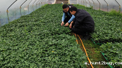 木瓜种植季——蛋白酶源头守护品质，铸就酶好未来