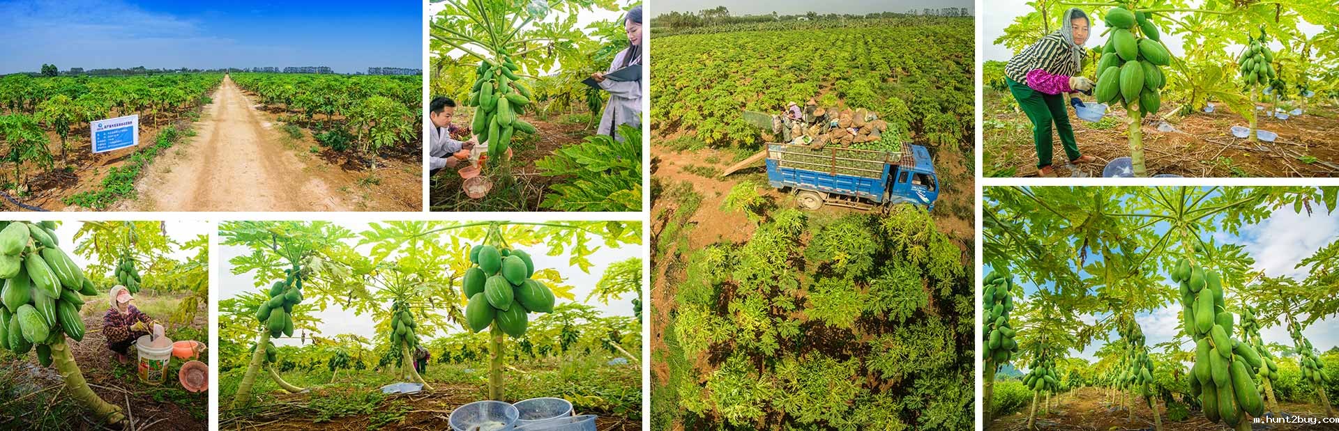 东恒华道木瓜种植基地