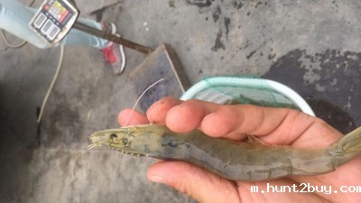 木瓜蛋白酶在水产诱食虾膏生产中的应用