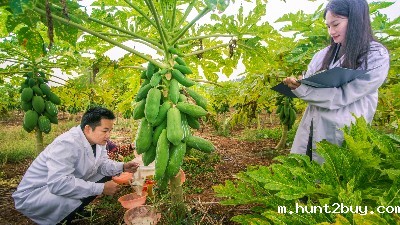 木瓜蛋白酶的正确使用方法