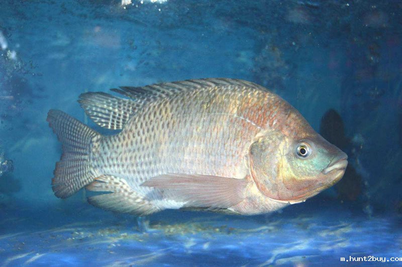 鱼皮提取胶原蛋白肽