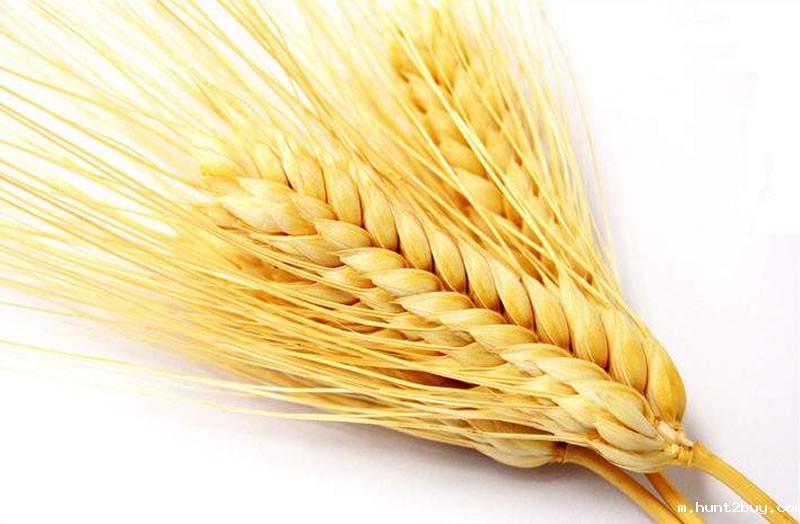 小麦蛋白
