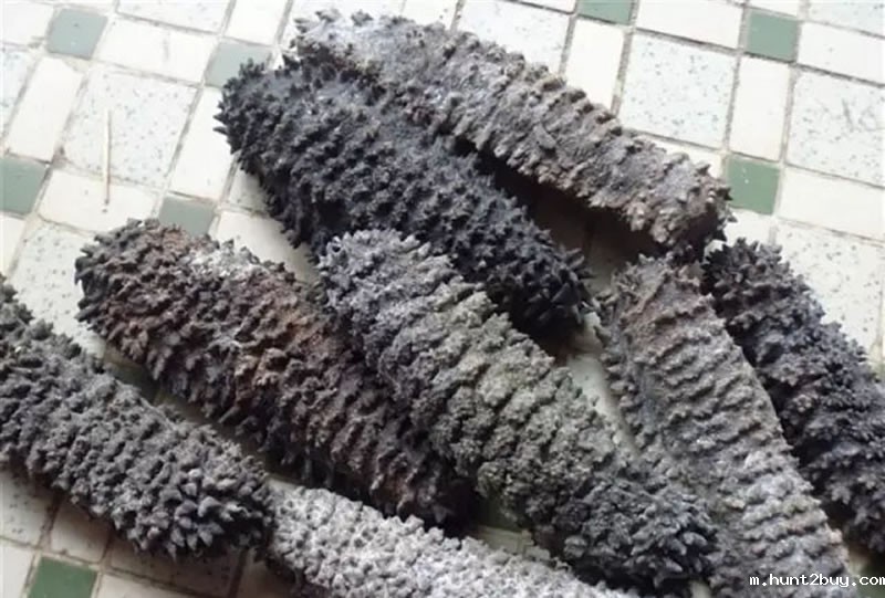 东南亚地区的梅花参