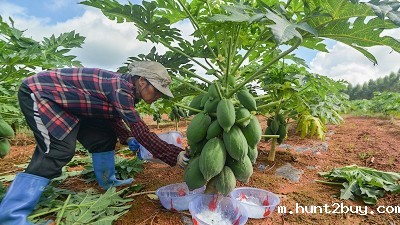 木瓜蛋白酶对人体有害吗？