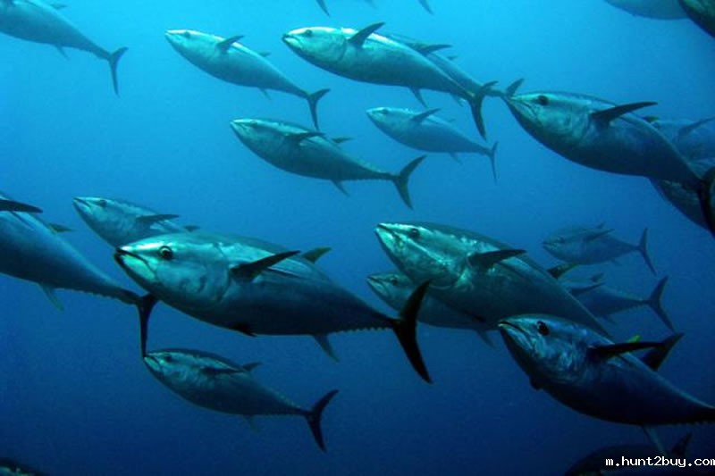 宠物诱食剂原料金枪鱼