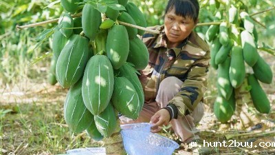 “高纯度木瓜蛋白酶”存在吗？