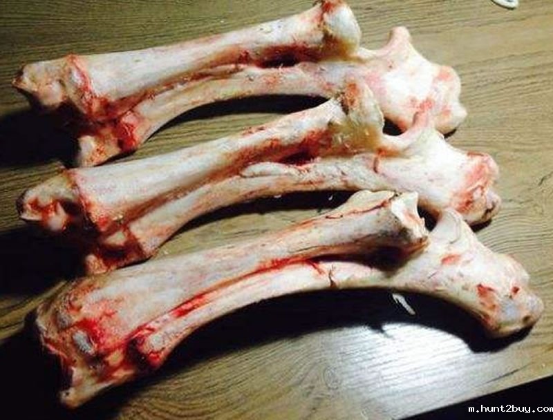 动物骨头1