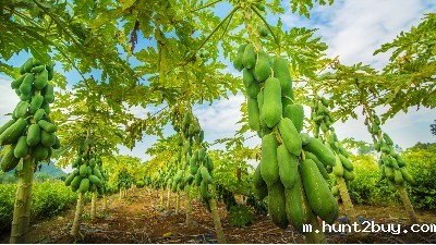 木瓜蛋白酶肉制品嫩化专用