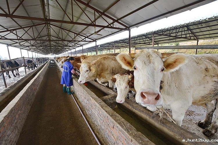 饲料蛋白酶 饲料蛋白酶